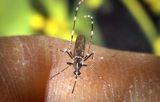 Scientists working on genetically modified mosquitos - SlashGear