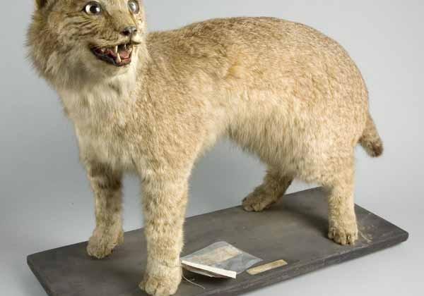 Canadian Lynx re-ignites legend in UK museum basement - SlashGear