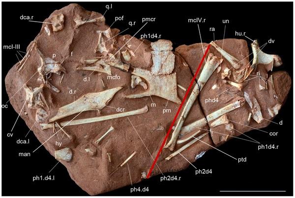 New Species Of Pterosaur Discovered In Brazil - SlashGear