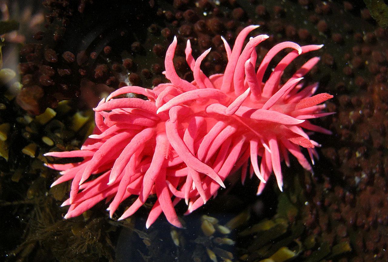 Pink sea slugs stick to Northern California - SlashGear