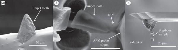 limpet slashgear resilient fibres goethite composite discovered