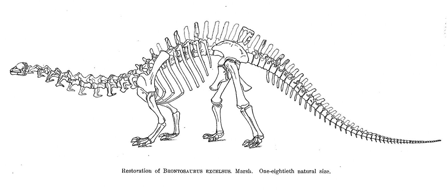 brontosaurus with spikes on back