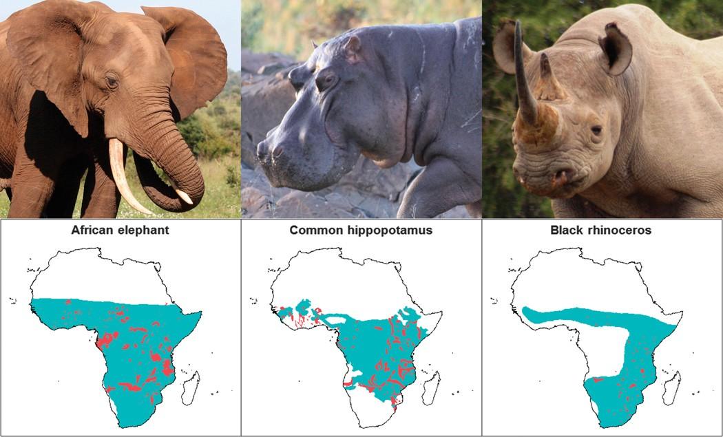 Extinction of your favorite animal more real than you realize - SlashGear