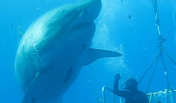 Massive great white shark filmed high-fiving diver - SlashGear