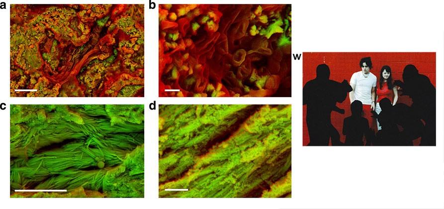 Scientists break dinosaur bones, find red blood cells - SlashGear