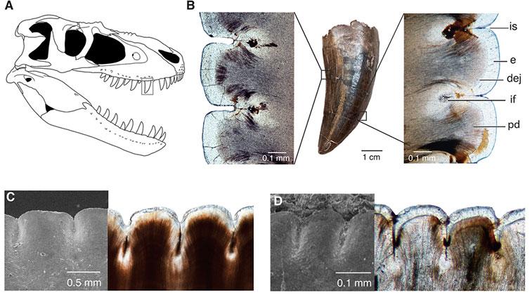 t rex teeth serrated