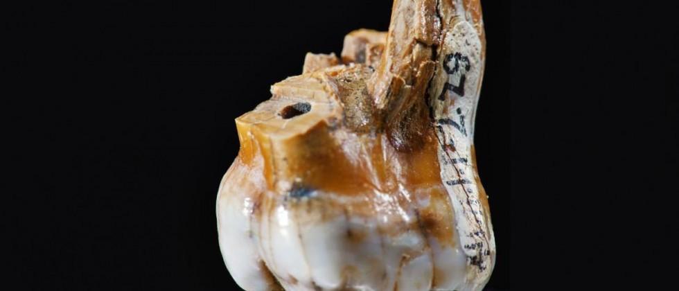 Tooth Fossil Reveals Dna Of Ancient Human Cousins Slashgear