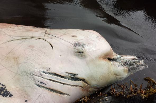 Carcass leads scientists to new beaked whale species - SlashGear