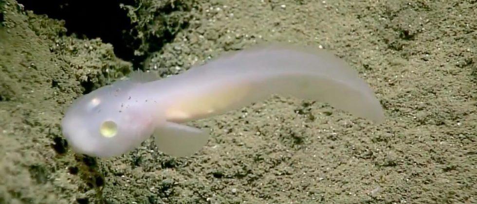 Pale eel-like fish spotted alive in deep sea waters for the first time ...