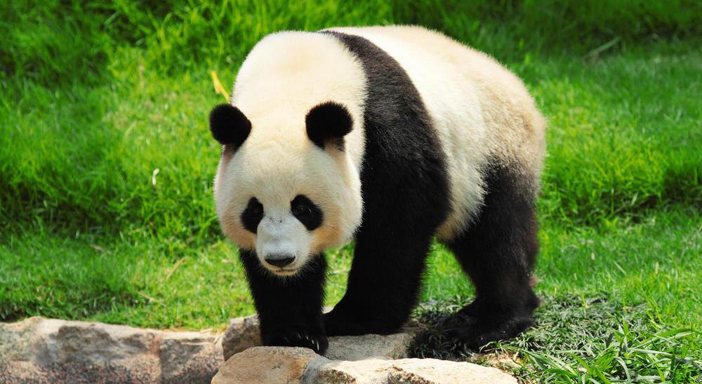 Giant pandas' status downgraded from 'endangered' to 'vulnerable