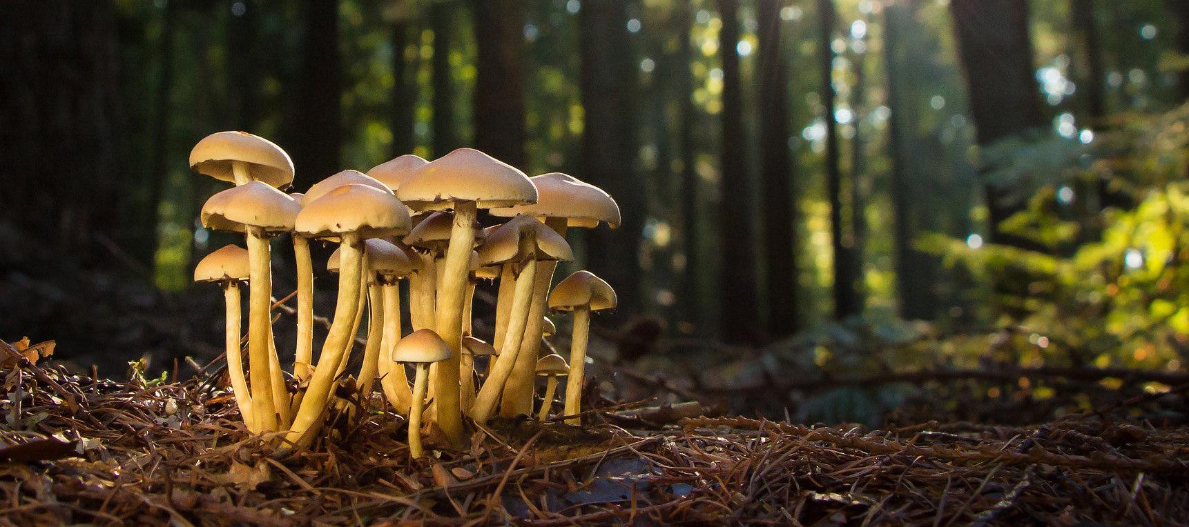 Science says magic mushrooms are the safest recreational