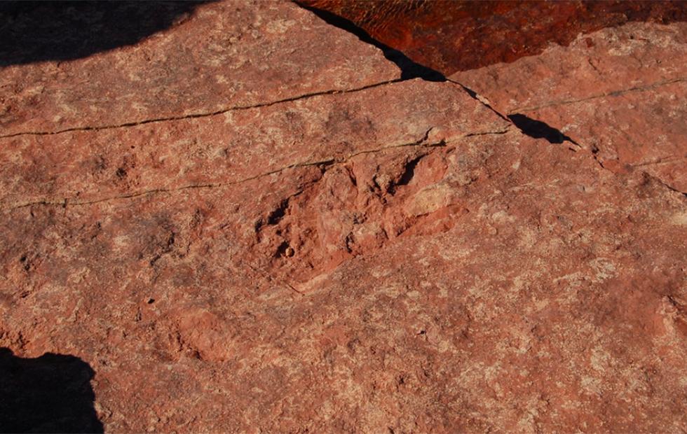 dinosaur footprints compton bay