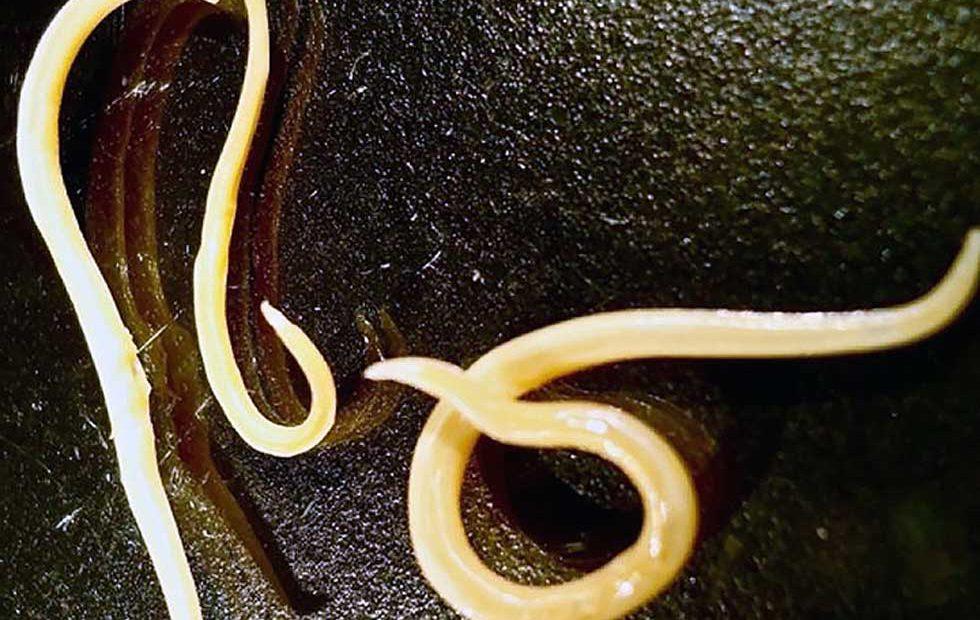 Worms frozen in permafrost for 42,000 years have come back to life and ...