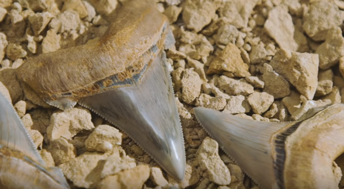 dinosaur shark tooth found