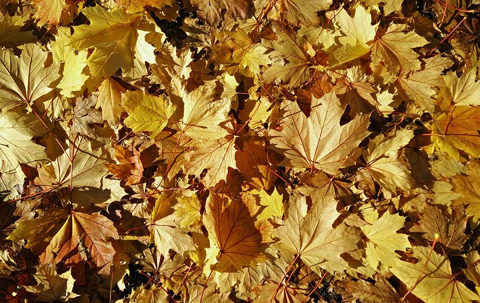 Maple Leaf Extract May Prevent Skin Wrinkles New Research Reveals Slashgear