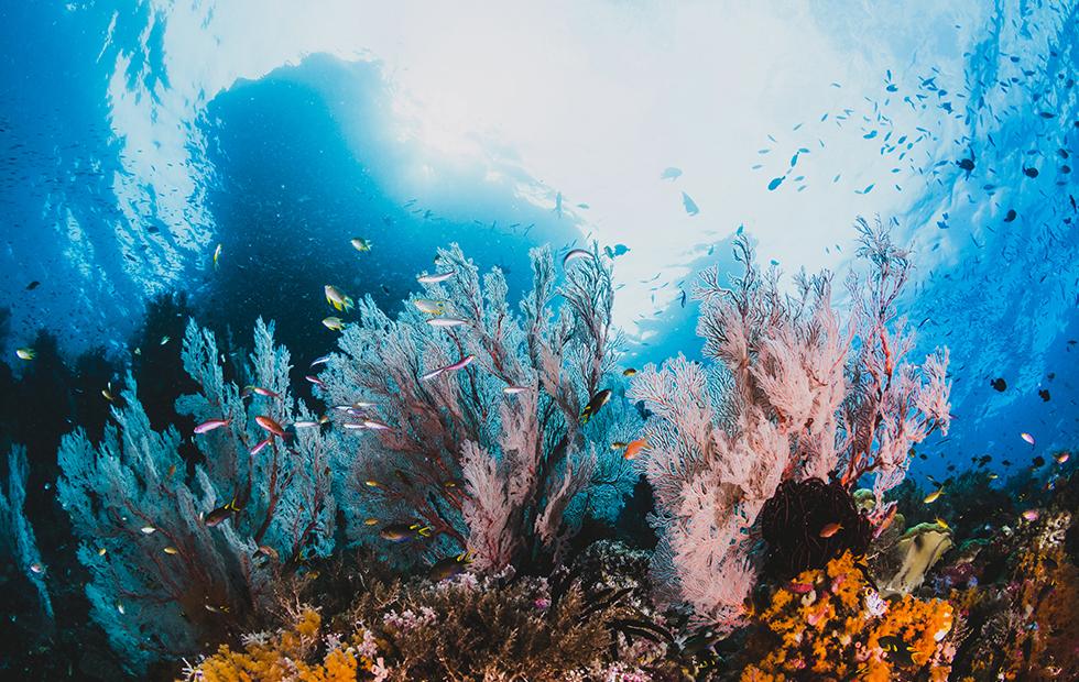 160m year old coral algae symbiosis is being killed by this sunscreen ...