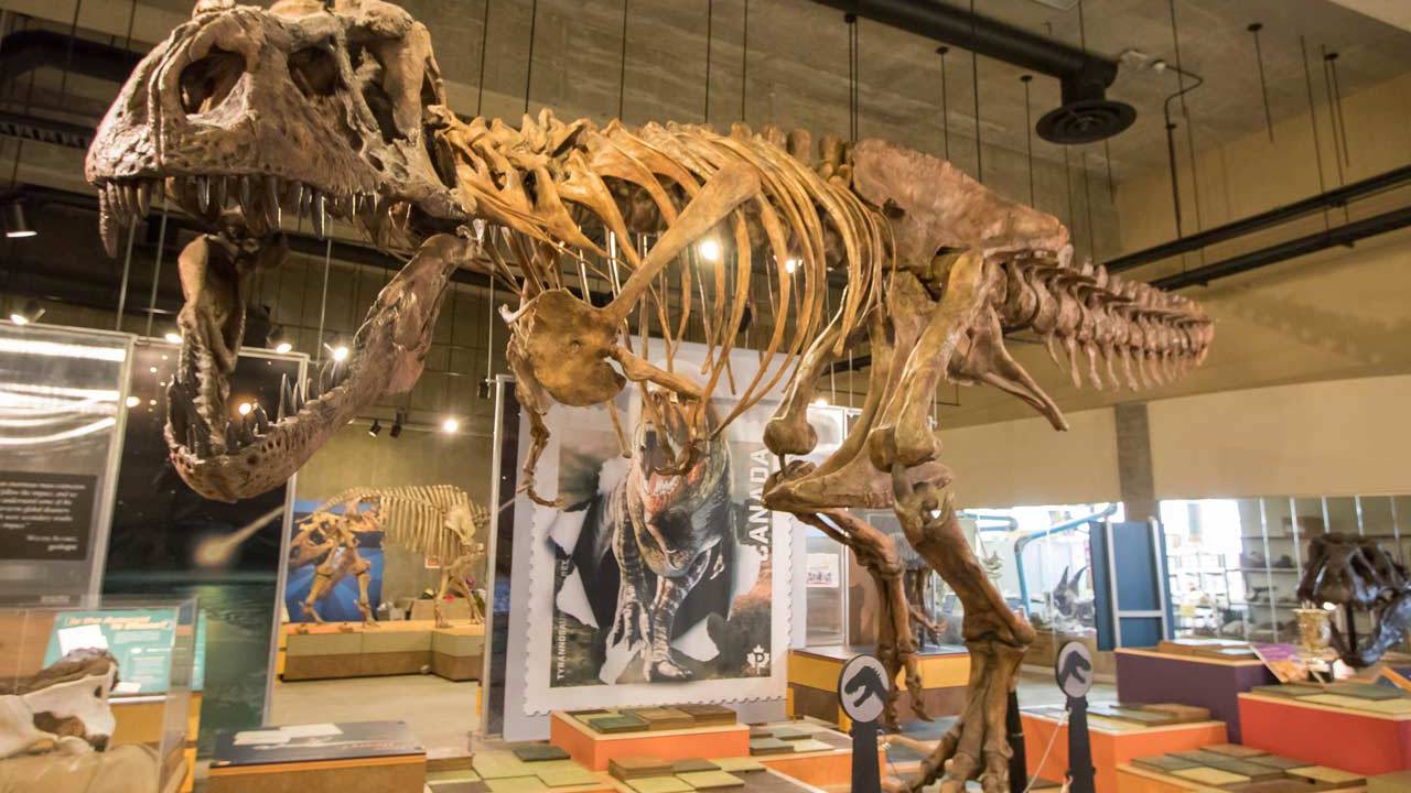 Yes, Scotty is the eldest and most "robust" Tyrannosaurus Rex yet found