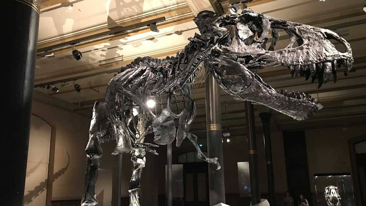 largest t rex