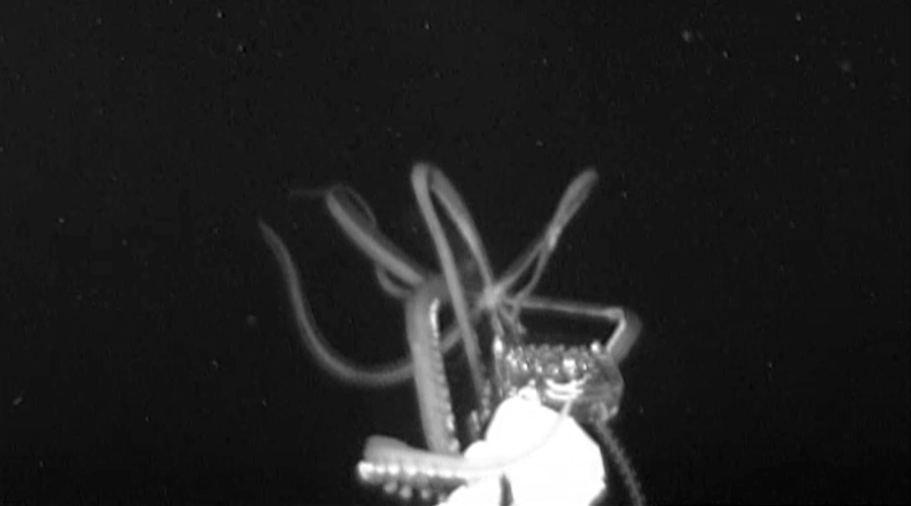 terrifying-giant-squid-caught-on-film-in-the-north-pacific