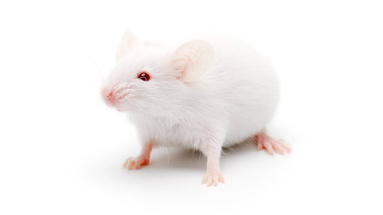 Researchers Made Old Mice Live Longer Using Blood From Young Mice Slashgear