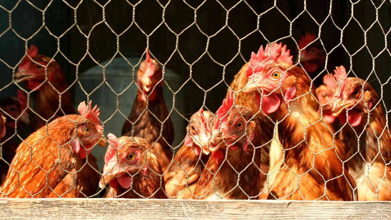 Backyard chickens are fueling major Salmonella outbreaks ...