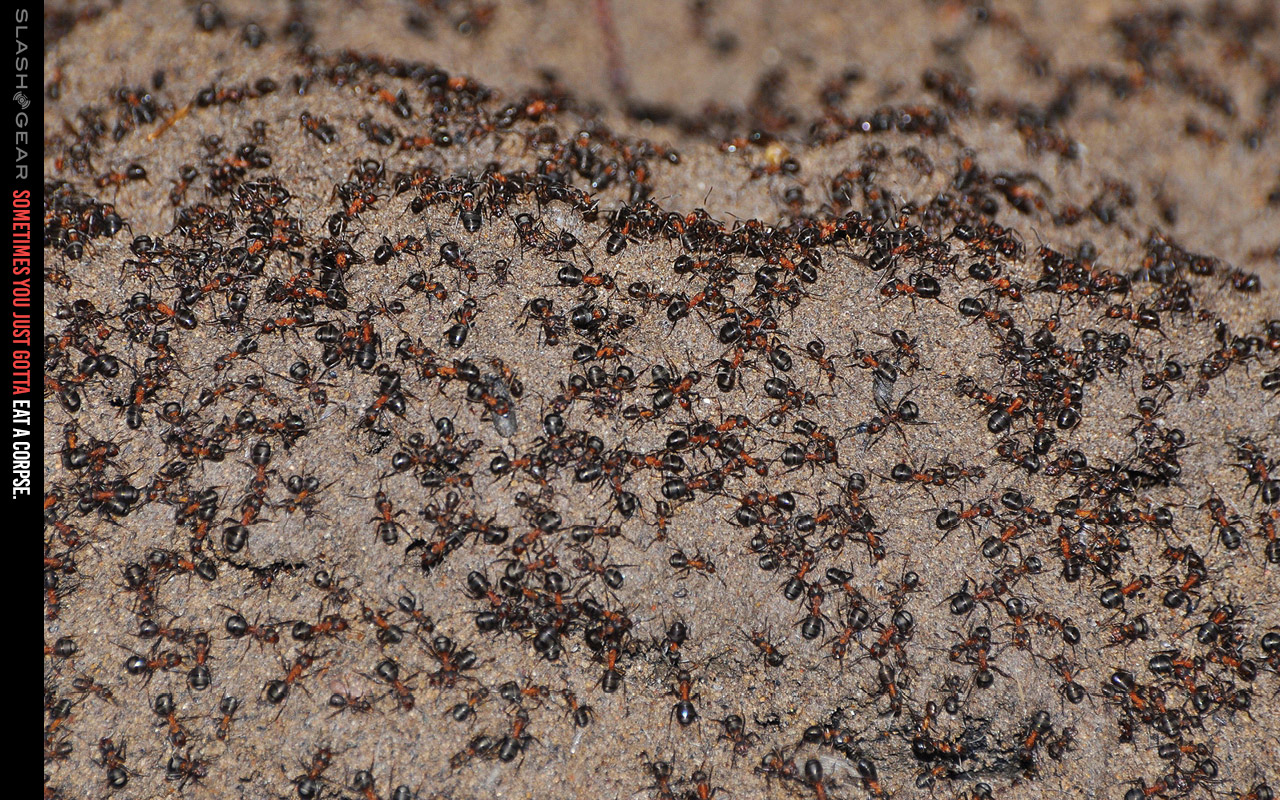 Cannibal wood ant colony survives years sealed in nuke bunker, plus a ...