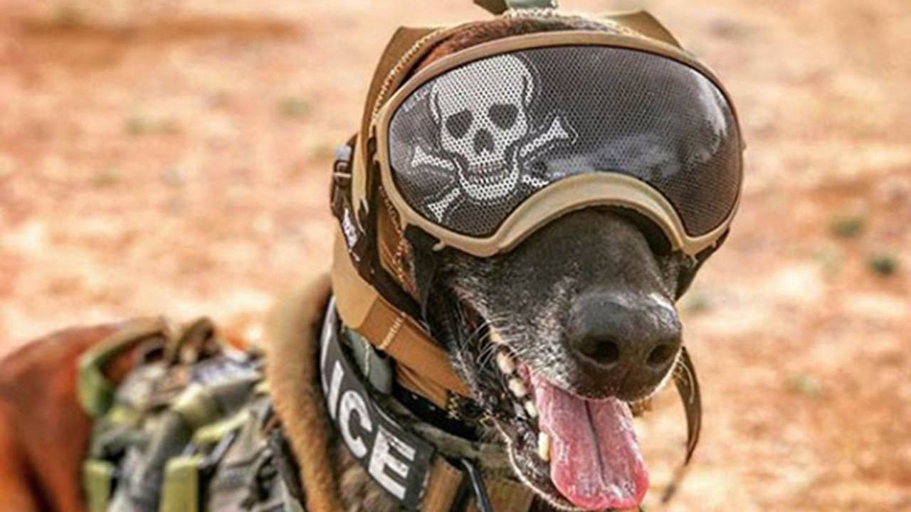 US Army combat dogs get special hats to protect their hearing - SlashGear