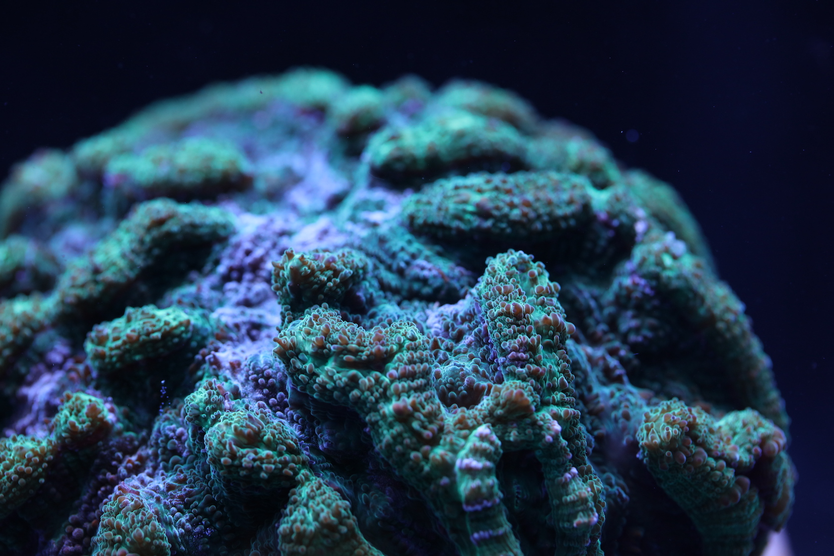 Coral Breeding Breakthrough Could Help Save Critically Endangered Reefs ...