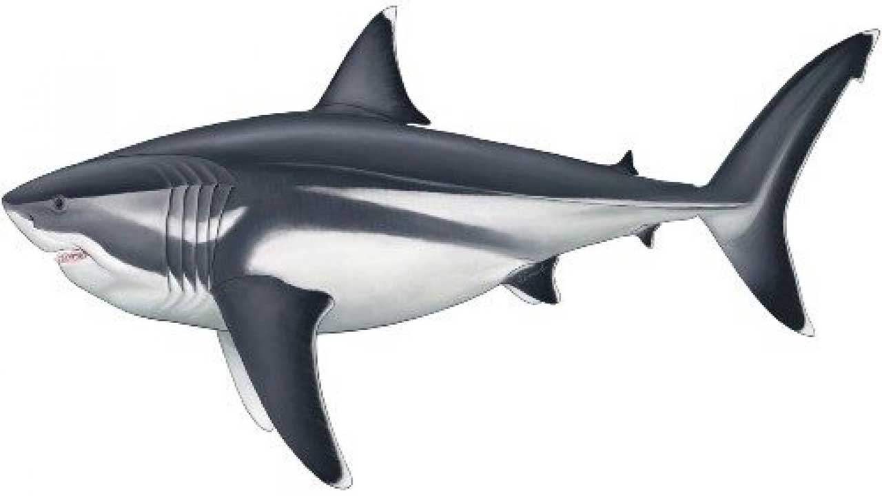 Megalodon Shark Could Ve Reached Over 52 Feet In Length Slashgear