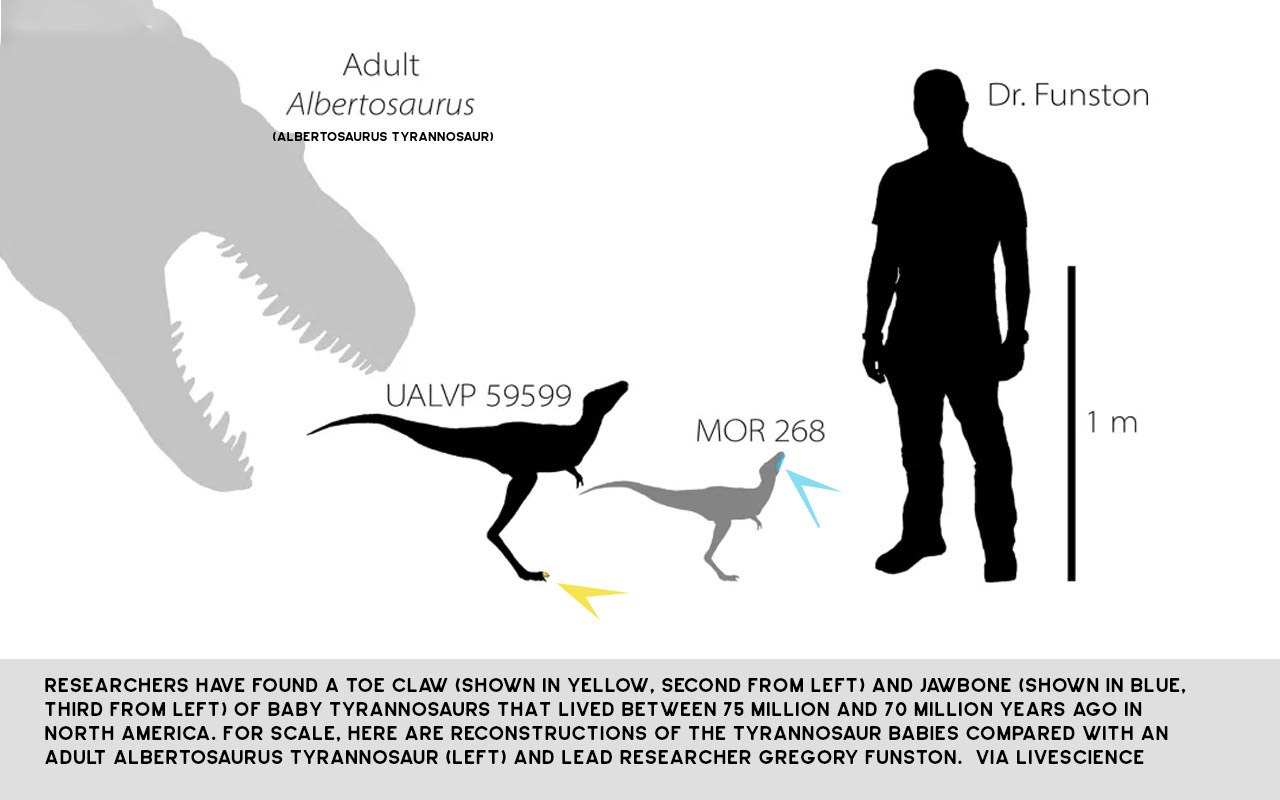 Baby T Rex Bones Are First Of Their Kind And Kinda Cute Slashgear