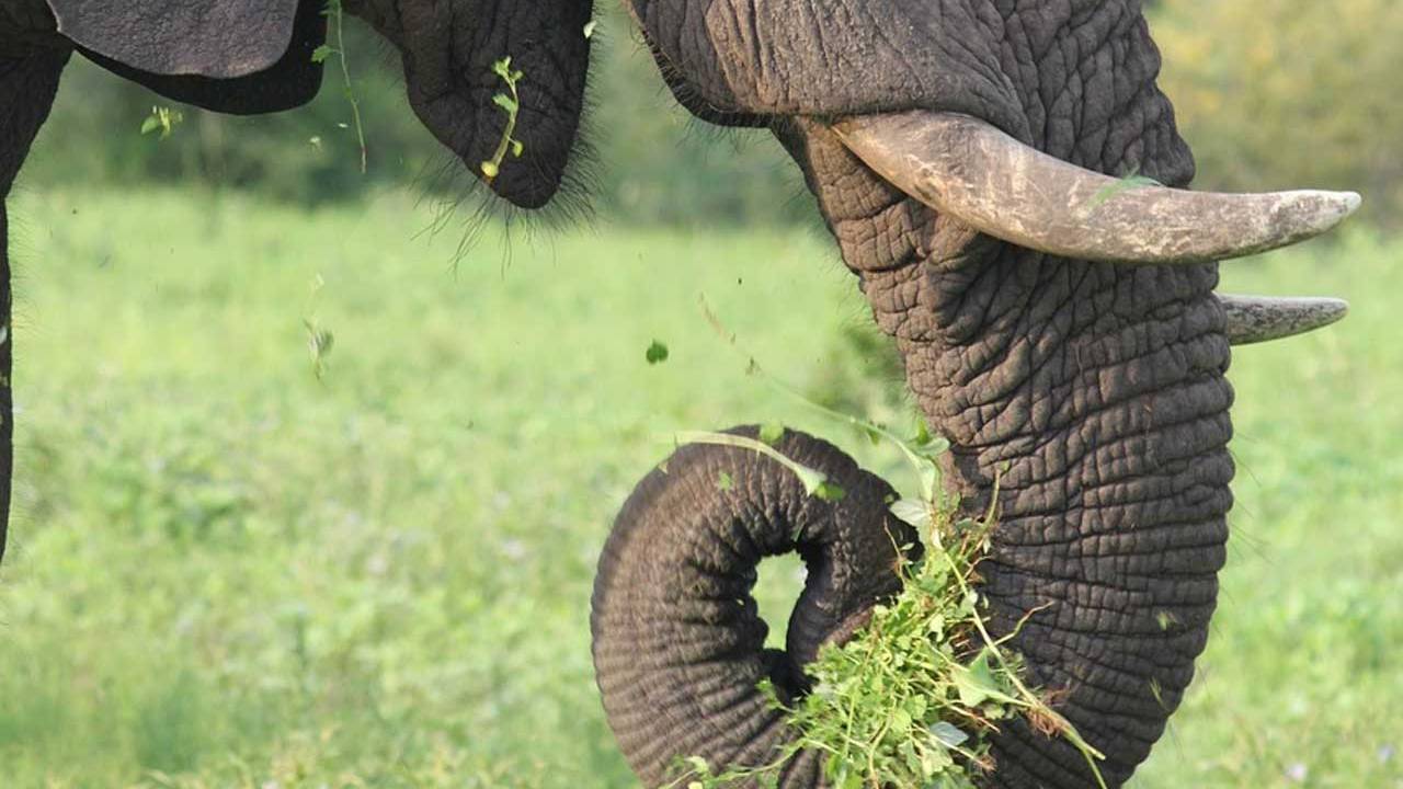 UNSW researchers develop a gripper modeled after an elephant's trunk