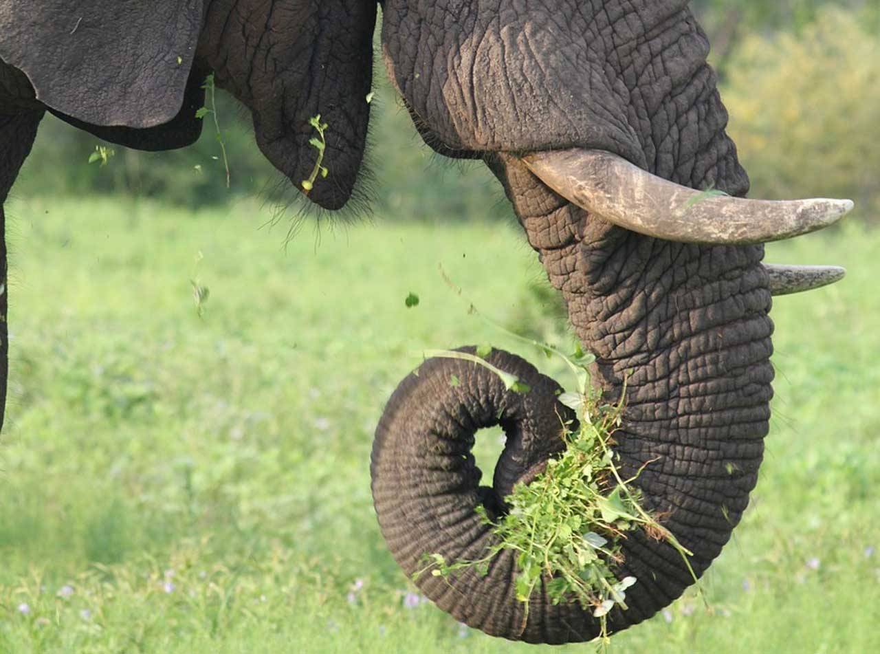 UNSW researchers develop a gripper modeled after an elephant's trunk