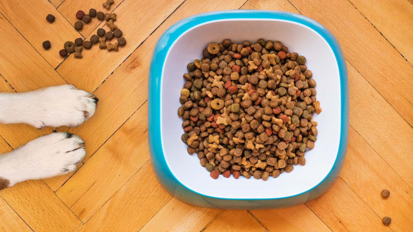 Dog food recalled yet again over aflatoxin risk The new details