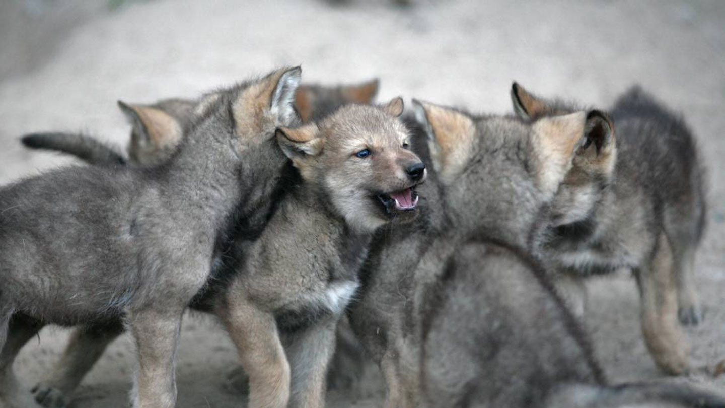 wolf-pups-wouldn-t-be-as-friendly-as-your-dog-no-matter-how-they-re